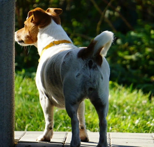 Moet je hondenpoep in je eigen tuin opruimen? - Dierenhoekje