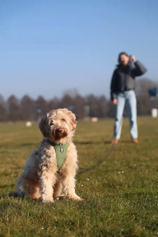 Waarom een hond aan een lange lijn? - Dierenhoekje