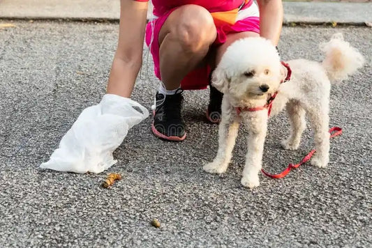 Hondeneigenaar ruimt hondenpoep op met poepzakje tijdens wandeling