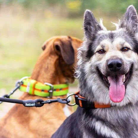 Rebel Petz - Dubbele Hondenriem Voor Twee Honden - Dierenhoekje