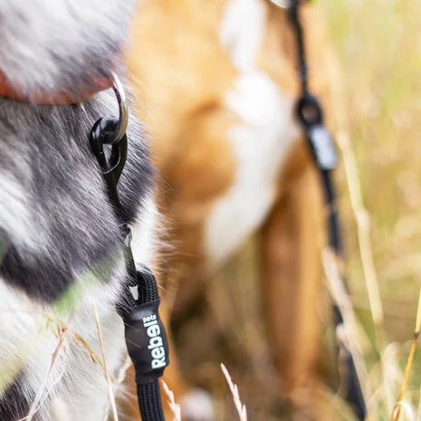 Rebel Petz - Dubbele Hondenriem Voor Twee Honden - Dierenhoekje