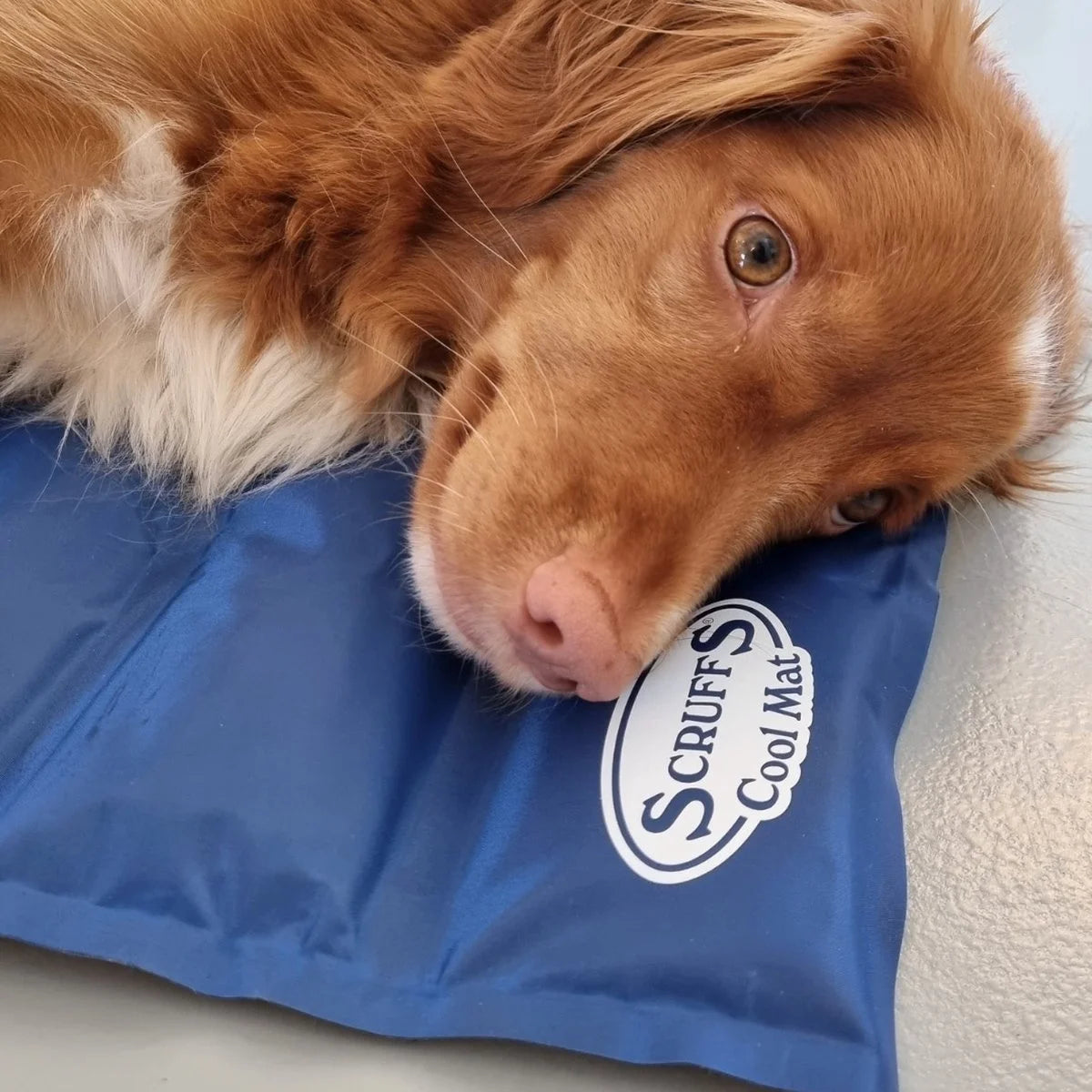 Scruffs Koelmat voor Honden - Blauw