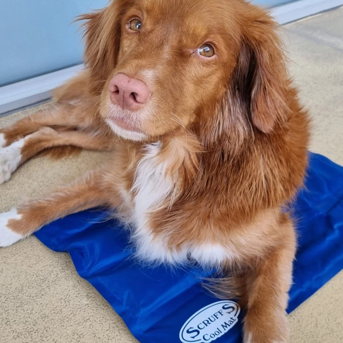 Scruffs Koelmat voor Honden - Blauw - Dierenhoekje