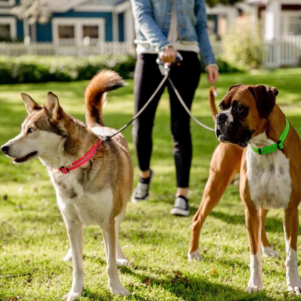 Wigzi Dual Doggie - Voor Twee Honden