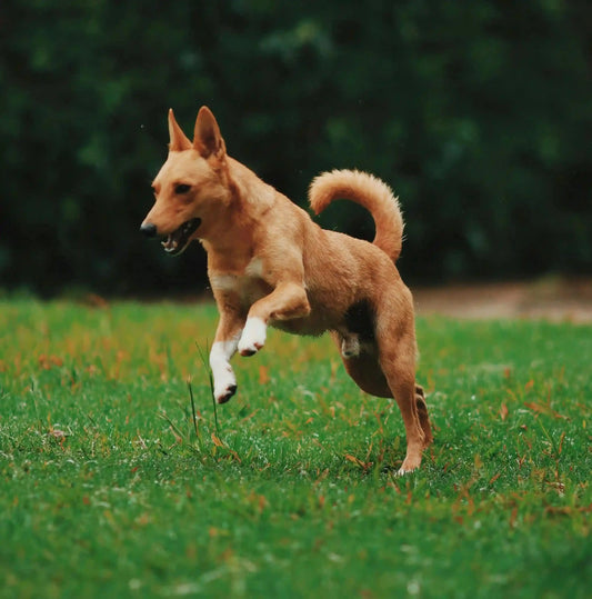 Waarom een hond dubbel aanlijnen? - Dierenhoekje
