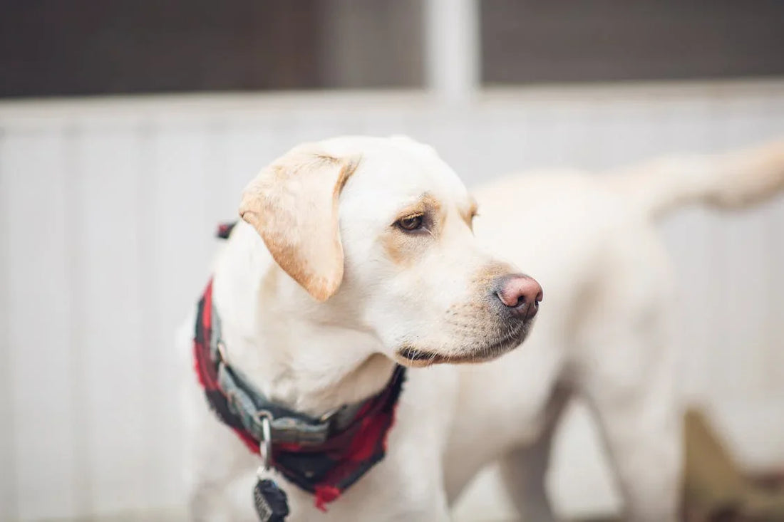 Labrador retriever zonder riem in natuurlijke setting