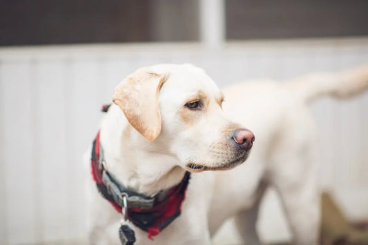 Labrador retriever zonder riem in natuurlijke setting
