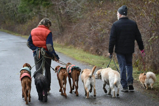 Hoe wandelen met twee honden? - Dierenhoekje