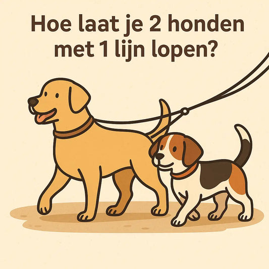 Cartoon illustratie van twee honden die samen naast elkaar lopen aan een dubbele hondenriem, geschikt voor blog over honden uitlaten met één lijn.