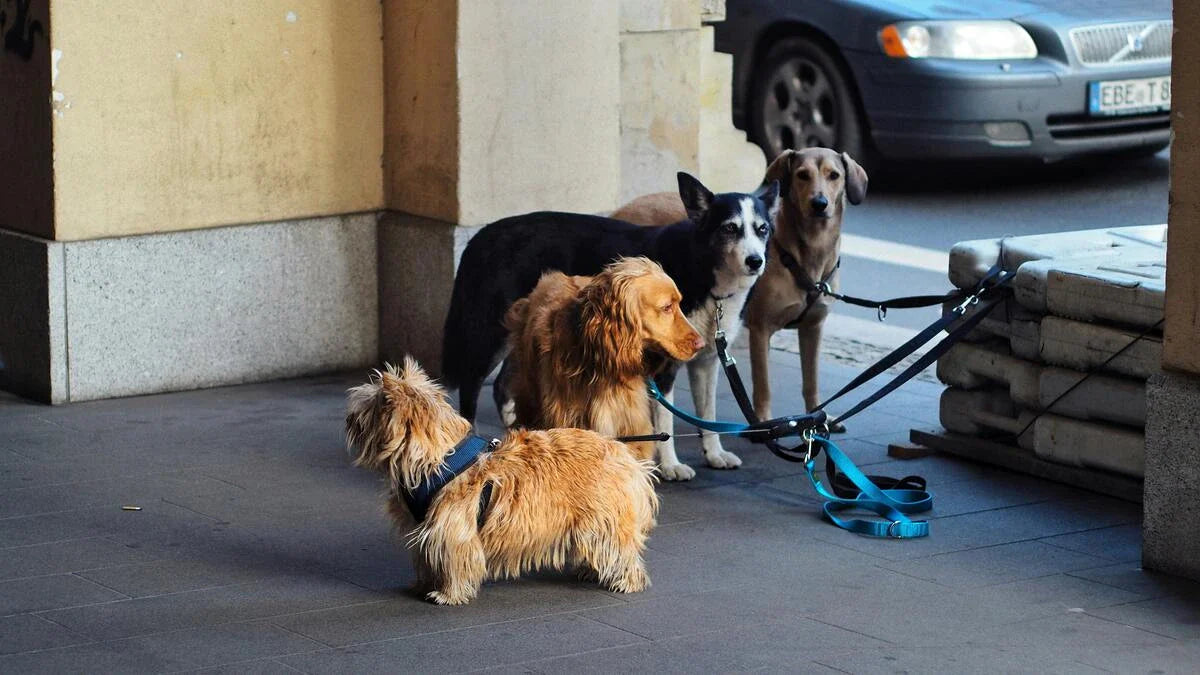 Meerdere honden uitlaten