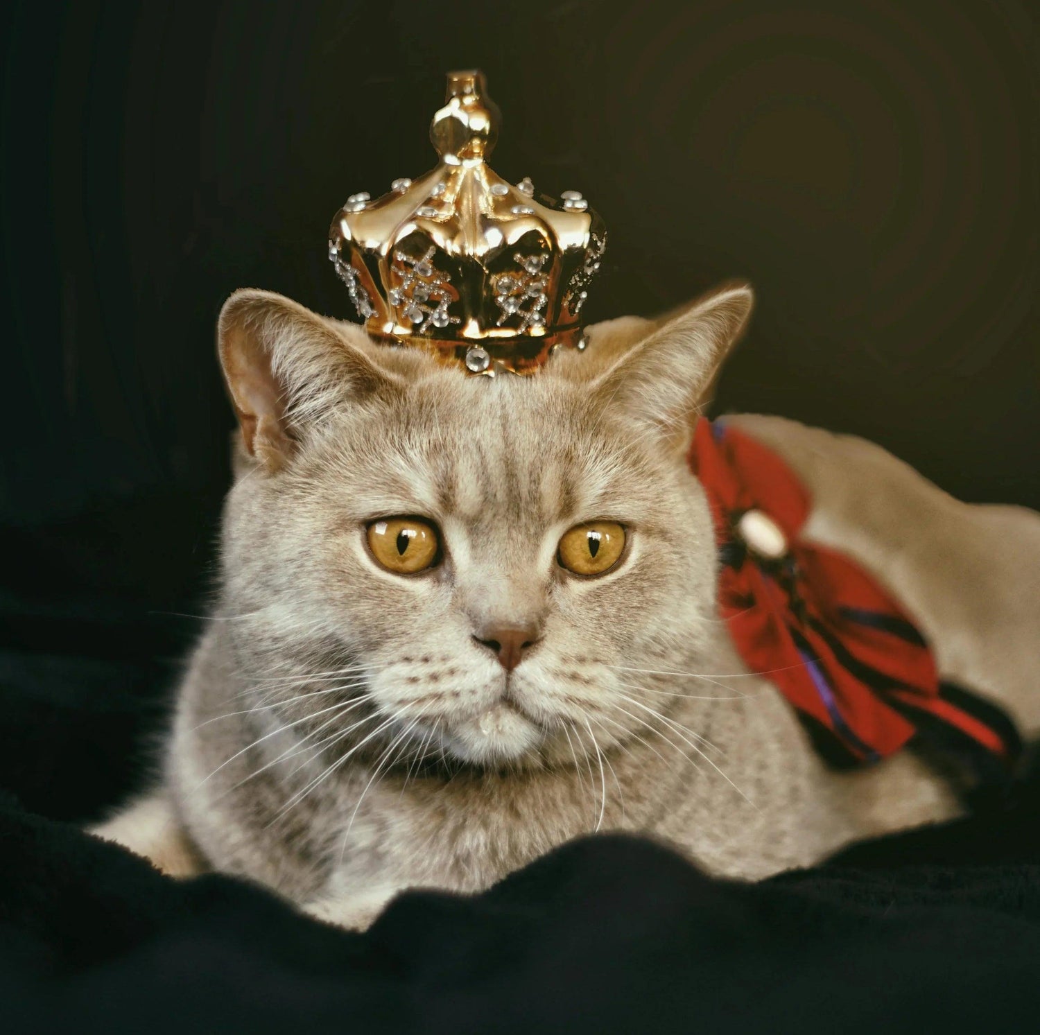 Onze Top Producten voor Katten - Dierenhoekje