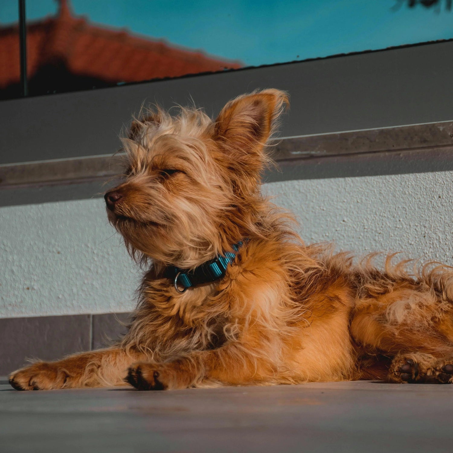 Onze Top Producten voor Honden - Dierenhoekje