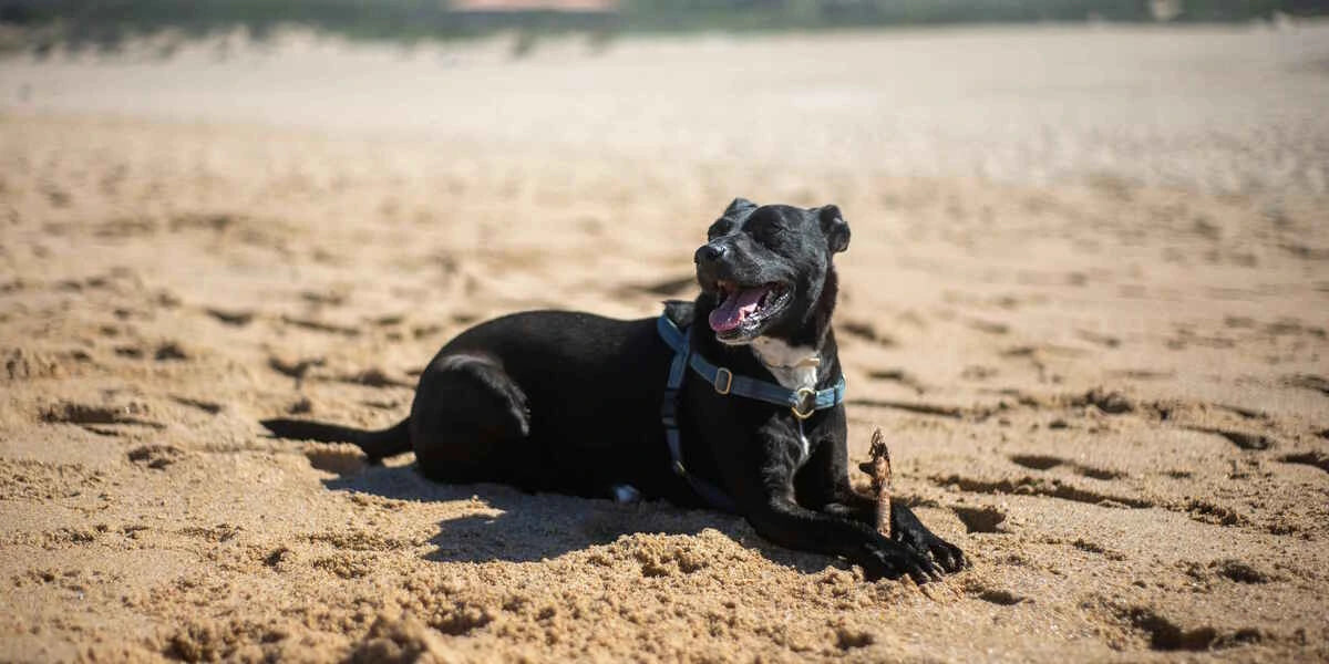 Hond uitlaten op het strand