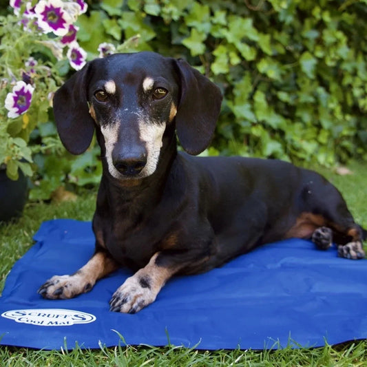 Scruffs Cooling Mat for Dogs - Blue